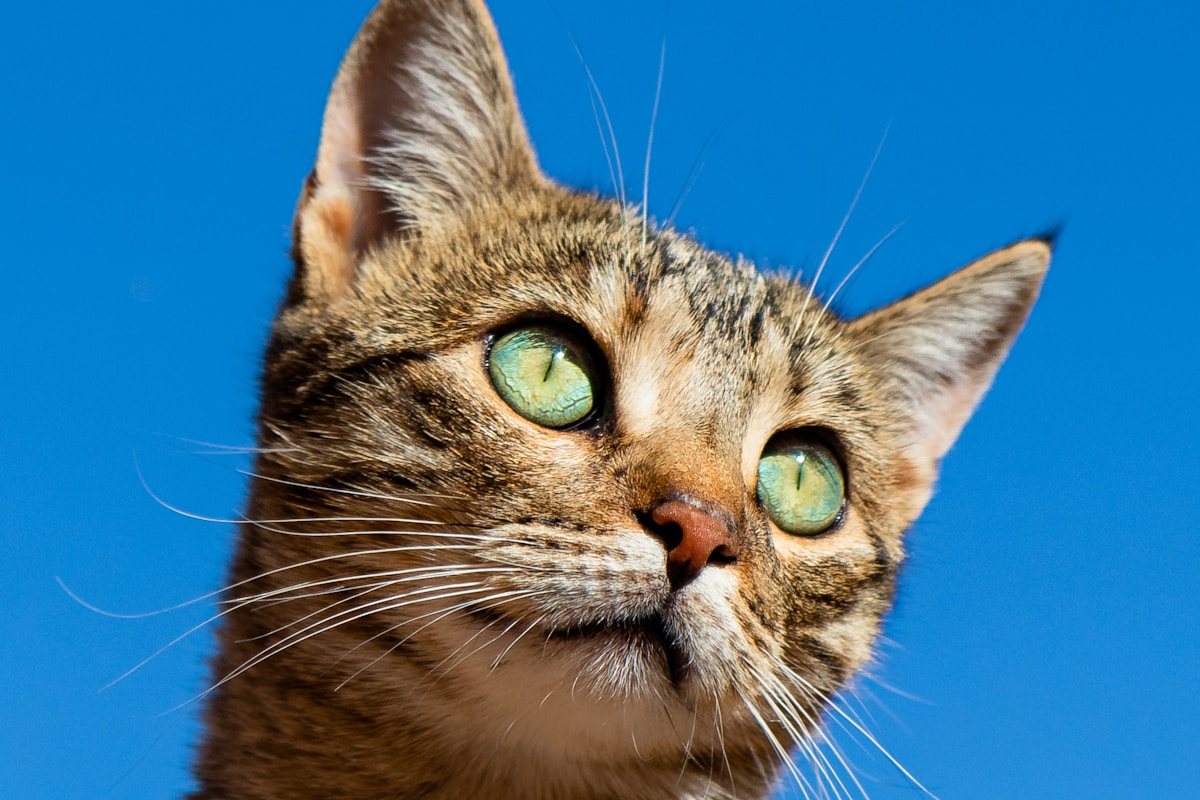 Various cat toys including wand toys, puzzle feeders, and balls arranged on a floor