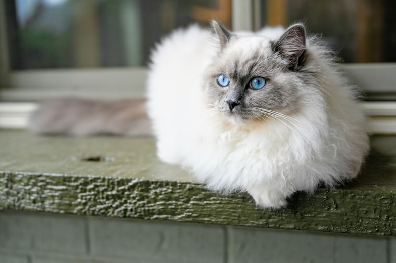Ragdoll cat breed