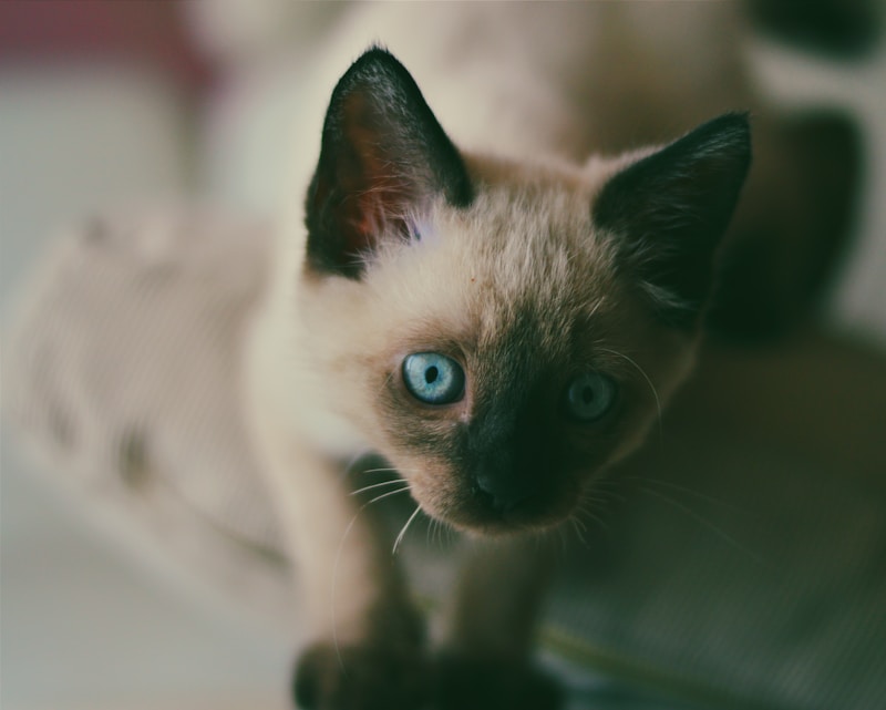 Siamese cat breed