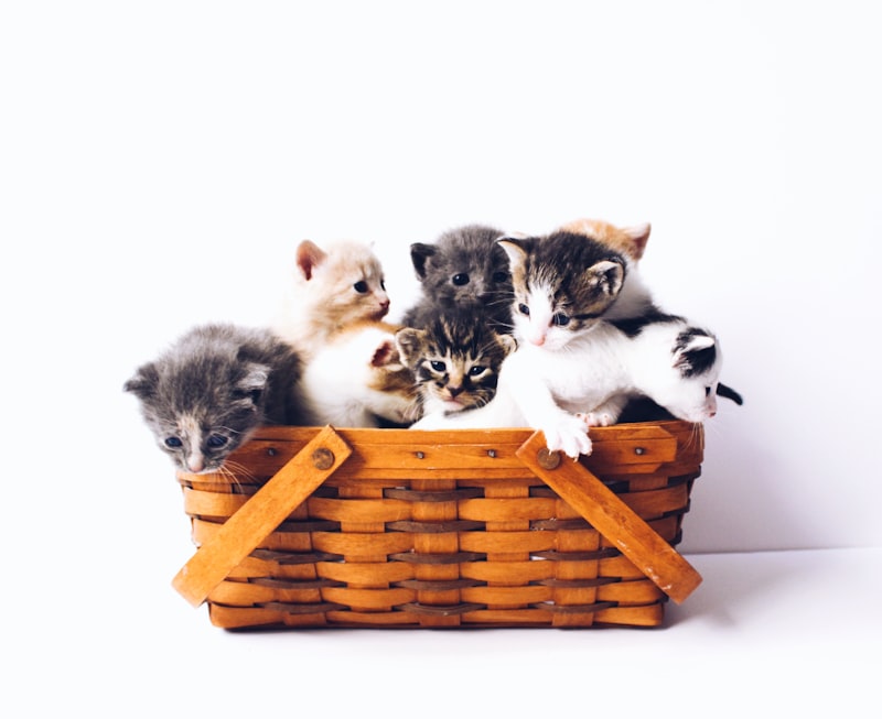 An orange tabby kitten exploring a clean litter box in a quiet corner of a bright room