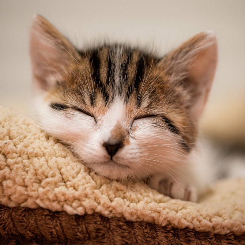 Kitten sleeping in a cozy bed