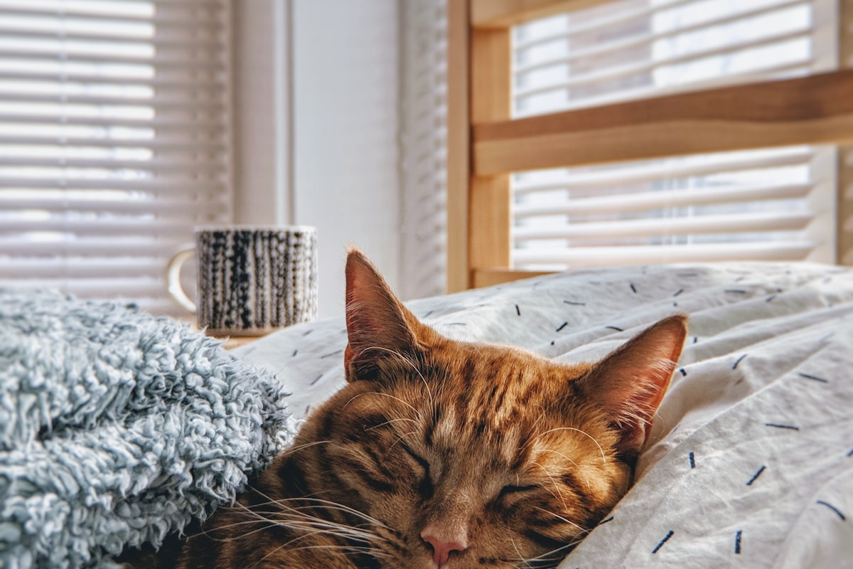 Best Friends by Sheri The Original Calming Donut Cuddler