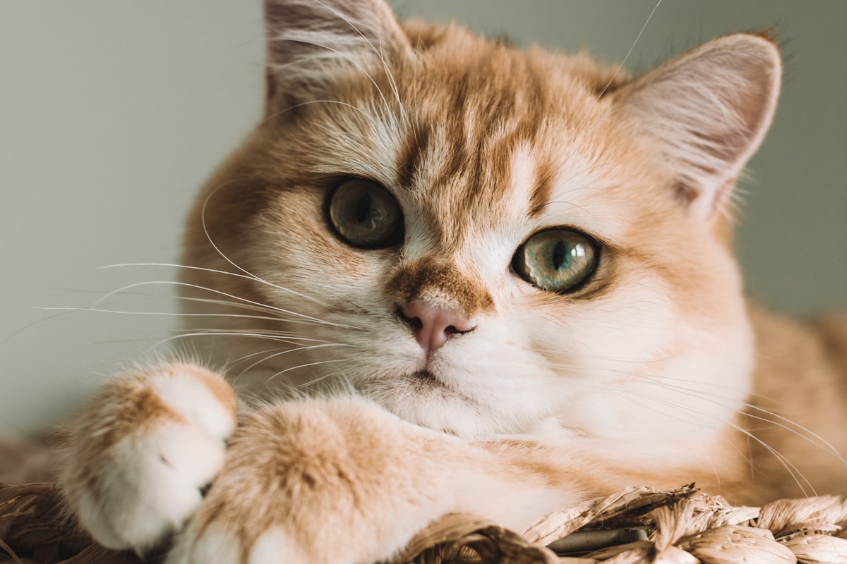 SmartCat Ultimate Scratching Post with a cat stretching up its full height